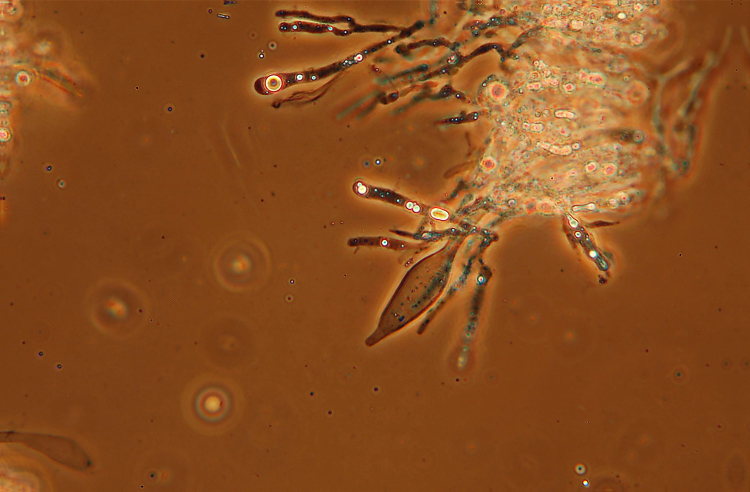 Crostina su Larice da det.-foto 2717(Vesiculomyces citrinus)